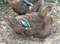 rouen duck.jpg