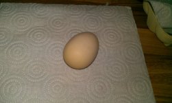 egg.jpg egg.jpg