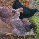hens.jpg