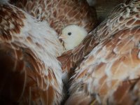 Faverolles with chicks1.jpg