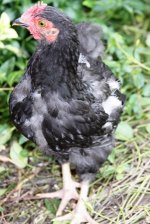 20110627_99_7.jpg