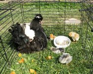 Firts lot of chicks in the cage.jpg