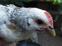 Attila the Hen.jpg