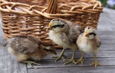 20110710_99.jpg