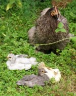 hockney withyum yum  and an aracana cock.JPG