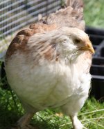 20110716_99_42.jpg