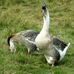 african geese 1.jpg