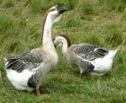 african geese2.jpg