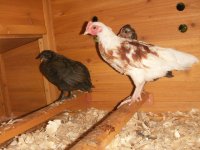 hens in coop 2.JPG