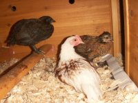 hens in coop.JPG