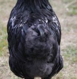 20110731_99_9 zblizone.jpg