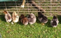 2011 full term incubator brood.JPG