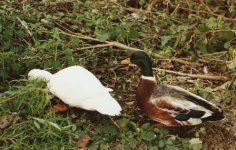 white call duck and (sort of) banatm appleyard drake.jpg