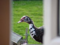 muzzy at window.JPG