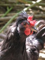 bearded crowned and crested..JPG