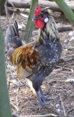 monarch. A young crowned and crested cockerel.JPG