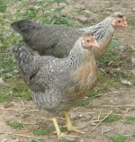 creamlegbarpullets.jpg