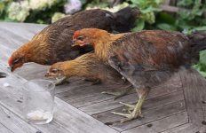 20110821_99_36.jpg