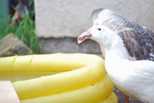 Beaky1.jpg