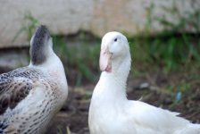 Beaky2.jpg
