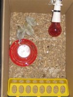 birds 007 (Small).JPG
