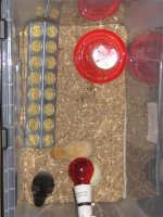 birds 006 (Small).JPG