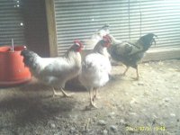 IMAG00022.jpg