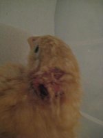 chicks2 004.JPG