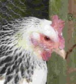 cropped sussex.jpg