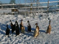 Runners in the snow.jpg