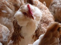 pullets 11 november.jpg