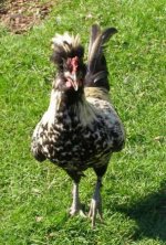cuckoo crowned and crested.JPG