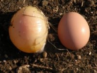 egg.jpg