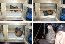 Chicks-16 week old.jpg