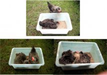 Hens.SBath.jpg