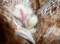 broody favs with chicks3.jpg