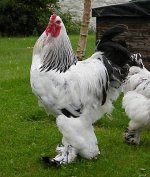 _LIGHT BRAHMA PROFILE.JPG