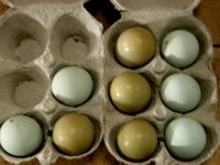 blue and green eggs.jpg