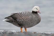 Emperor geese.jpg