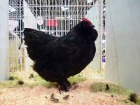Black bantam fed 11.jpg