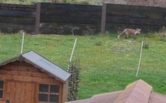 Fox and Fence.jpg