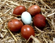 blueandbrowneggs.jpg