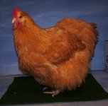 dromoresfshowjan12003-1.jpg
