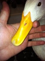 ImageUploadedByTapatalk1328262270.563632.jpg