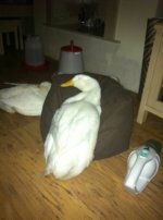 ImageUploadedByTapatalk1328562016.253412.jpg