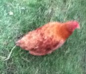 ipod touch pics   febuary 2012 021.JPG