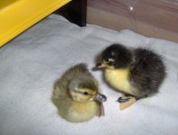 denzil and matt (2).JPG