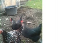 Hen pic 1.jpg