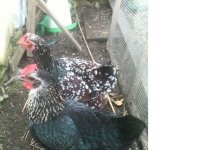 hen pic 2.jpg