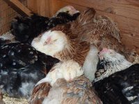 snoozers resized.jpg